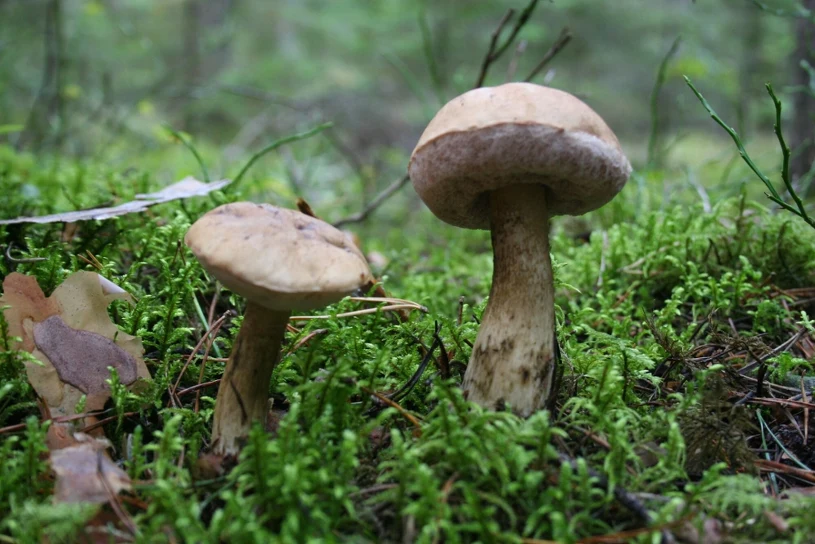 Wygląda jak borowik, ale zepsuje cały sos. Lepiej zrób test języka