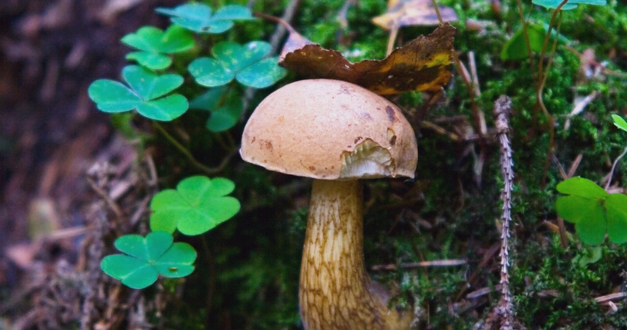 Jedni chwalą, inni mówią, iż słaby. Coraz więcej "amerykaninów" w lasach