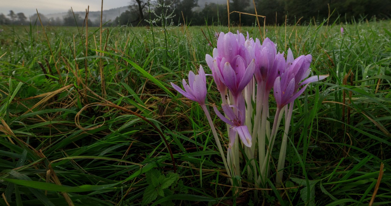 Wygląda jak krokus, ale kwitnie jesienią. Ostatni dzwonek by go posadzić