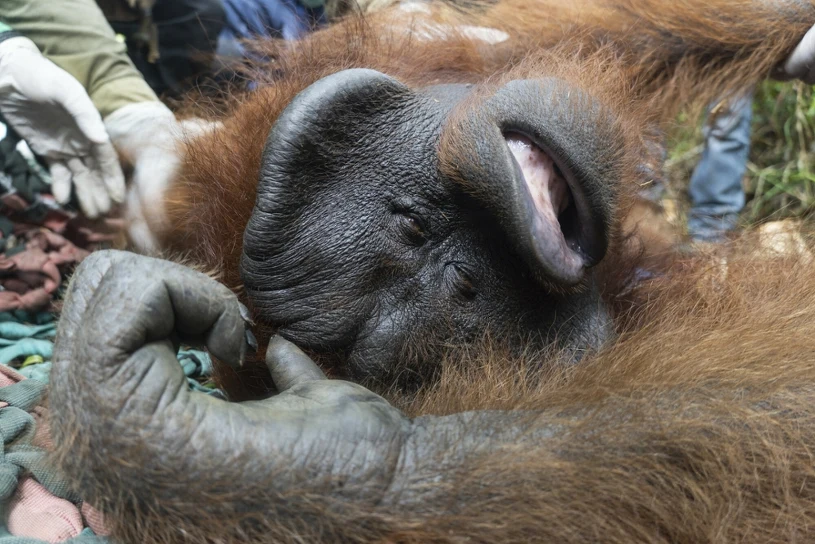 Pożary podsycone przez El Nino zniszczyły dom orangutanów. Mogą wymrzeć