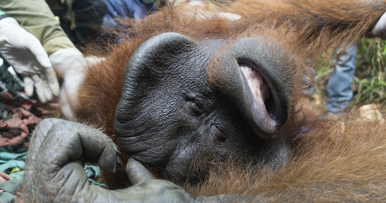 Orangutany na Borneo straciły większość siedlisk. Katastrofa gatunku Orangutany na Borneo straciły większość siedlisk. Katastrofa gatunku