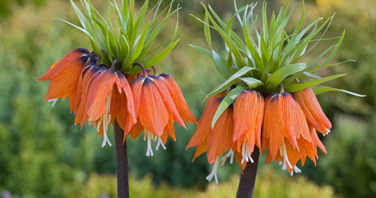 Umieść je w ziemi przed 20 września. Wiosną przyciągną wszystkie spojrzenia
