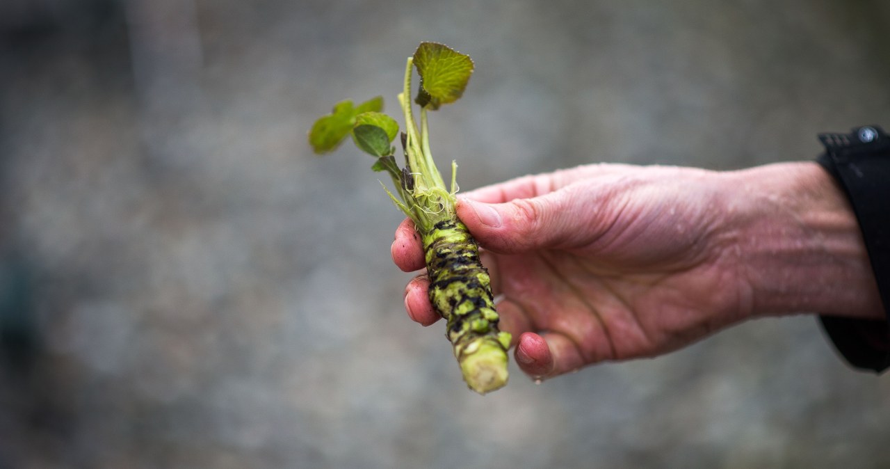 Wasabi to najdroższy chrzan świata. Rośnie w Polsce, cena powala Wasabi to najdroższy chrzan świata. Rośnie w Polsce, cena powala