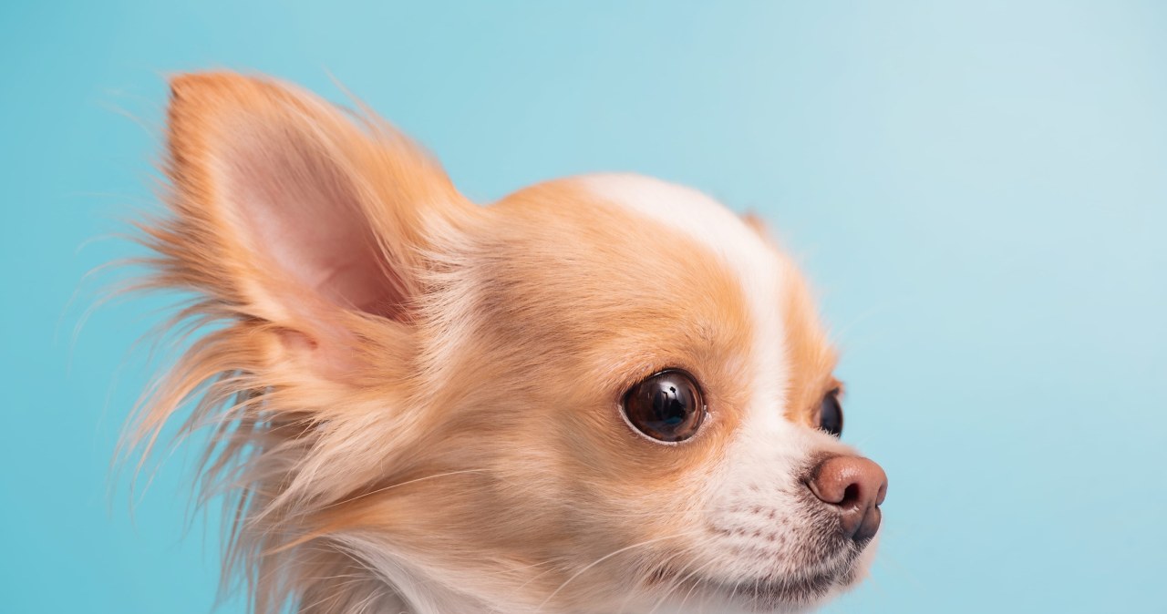 Chihuahua pochodzi od wilka? W ciałach małych psów znaleźli zaskakujące DNA Chihuahua pochodzi od wilka? W ciałach małych psów znaleźli zaskakujące DNA