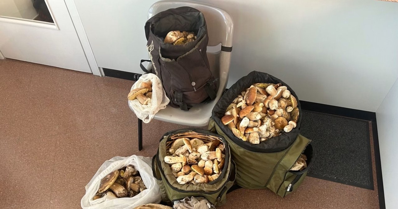Mieli 30 kg prawdziwków w aucie. Na granicy stracili cały ładunek