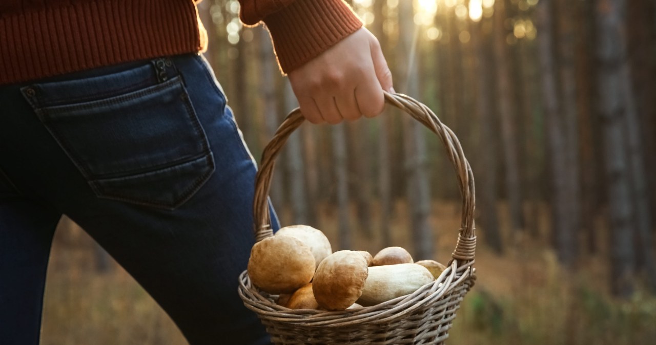 Mieli 30 kg grzybów w aucie. Wszystkie skonfiskowane. Nie znali przepisów Mieli 30 kg grzybów w aucie. Wszystkie skonfiskowane. Nie znali przepisów