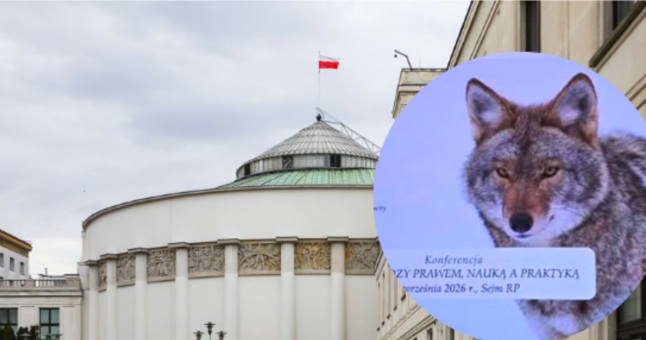 Kompromitacja w Sejmie. Debatowali o wilkach, pokazali inne zwierzę Kompromitacja w Sejmie. Debatowali o wilkach, pokazali inne zwierzę