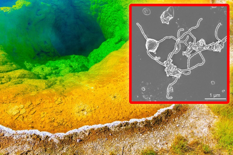 Asgard archaea reveal the secret of eukaryotic cell origins