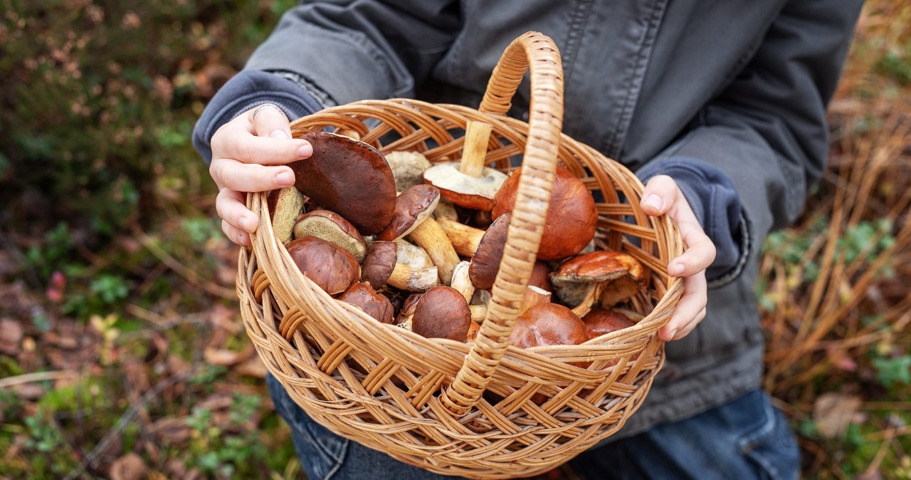 7 zasad Szwedów, które pomogą ci wrócić z grzybobrania z pełnym koszykiem