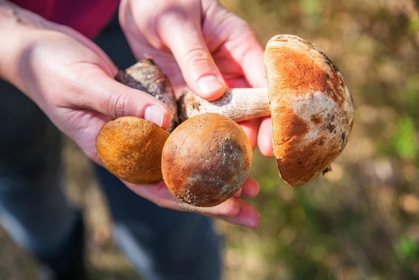 Mushroom foraging in Italy: weight limits, cap size rules and hefty fines