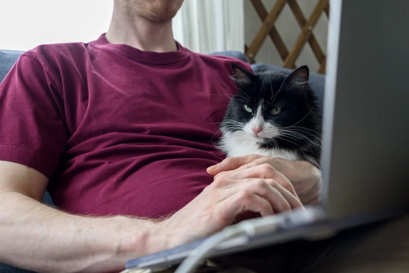 Koty przejęły amerykański rynek. Gen Z i "cat dads" weszli do gry