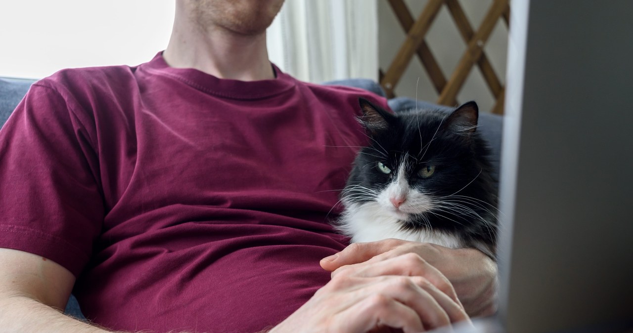 Koty przejęły amerykański rynek. Gen Z i "cat dads" weszli do gry