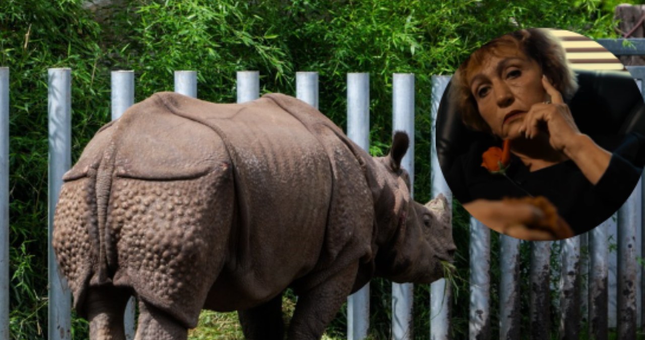 Polskie zoo przestało się patyczkować. Powstał specjalny telefon alarmowy Polskie zoo przestało się patyczkować. Powstał specjalny telefon alarmowy