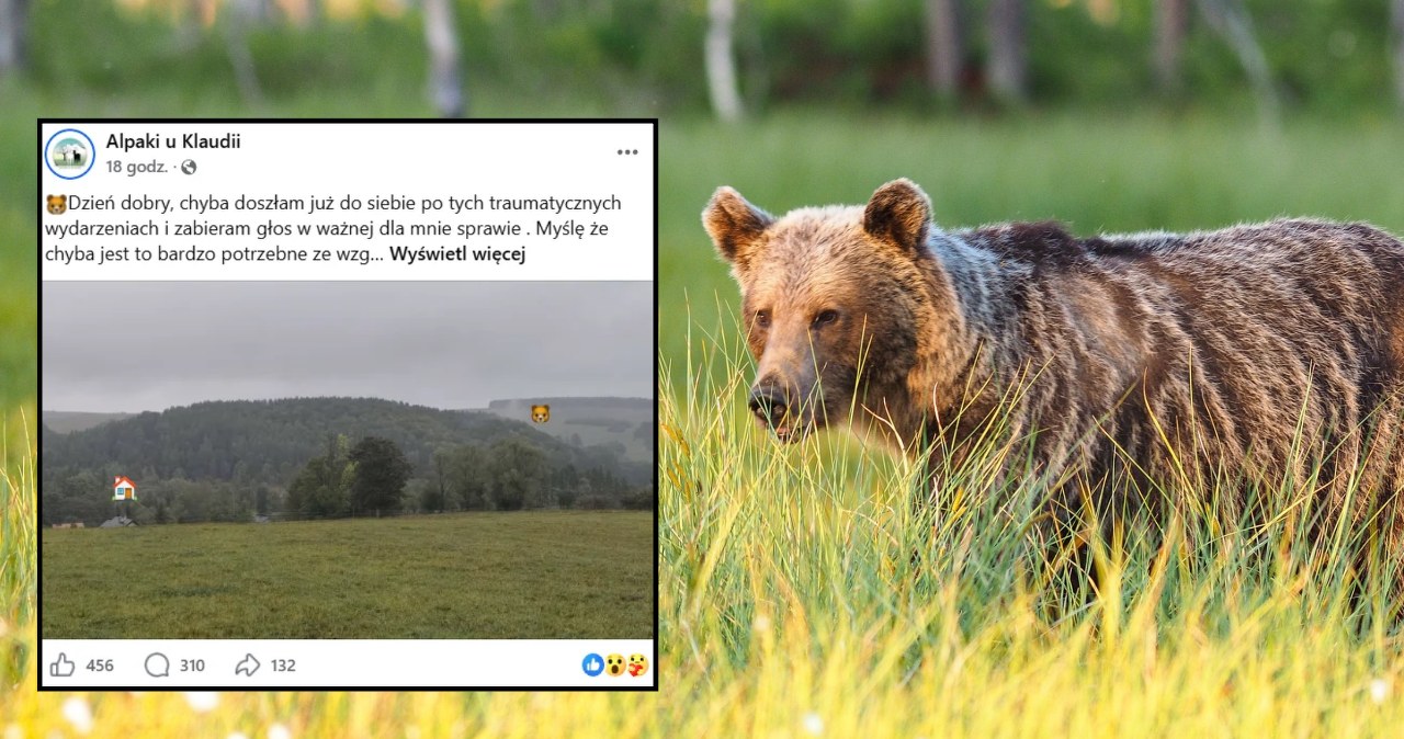 Czystogarb. Niedźwiedź grasuje w okolicy wioski. „Gonił nas 300 metrów” Czystogarb. Niedźwiedź grasuje w okolicy wioski. „Gonił nas 300 metrów”