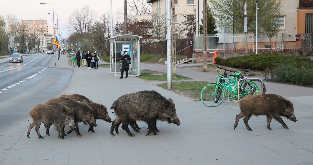 Redukcja liczby dzików w Warszawie. Sejmik przyjął kontrowersyjne przepisy Redukcja liczby dzików w Warszawie. Sejmik przyjął kontrowersyjne przepisy