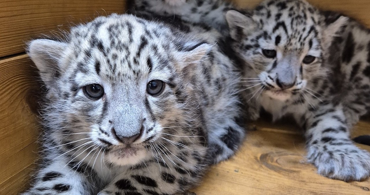 Irbisy śnieżne urodziły się w Polsce. Zoo w Warszawie wniebowzięte Irbisy śnieżne urodziły się w Polsce. Zoo w Warszawie wniebowzięte