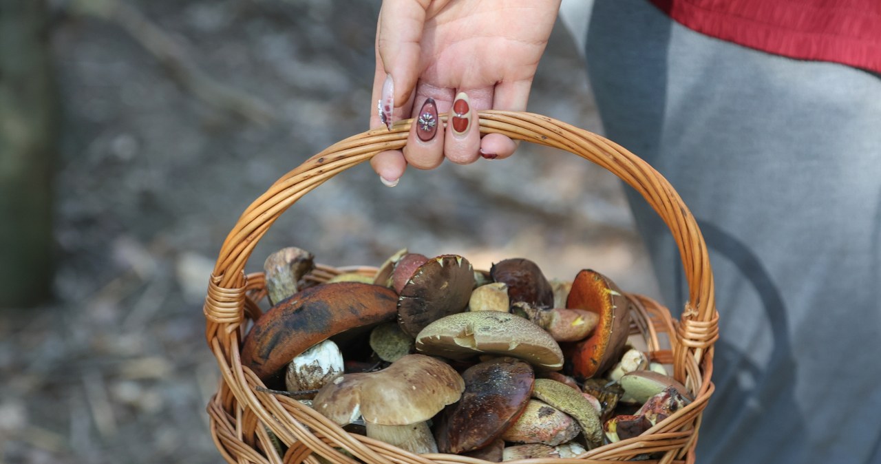 Te lasy na Podkarpaciu są pełne grzybów. Takiego wysypu dawno nie widzieli