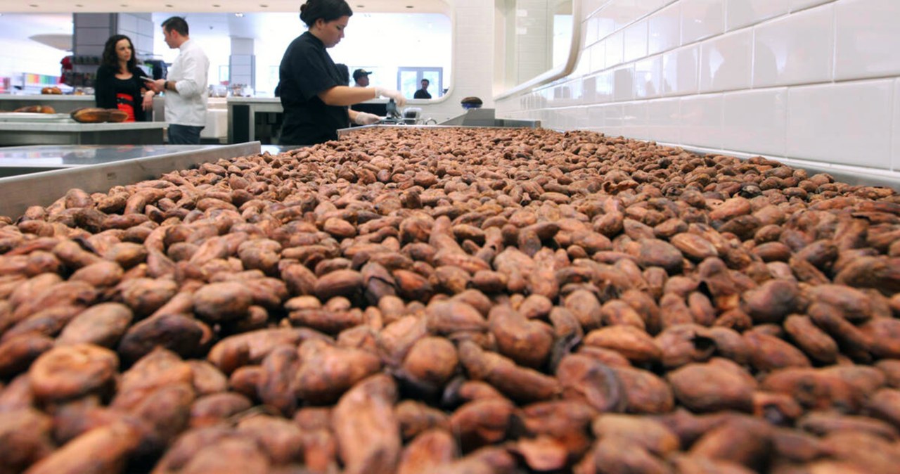 Mondelez lobbował w sprawie wylesiania. Śledztwo ujawniło prawdę Mondelez lobbował w sprawie wylesiania. Śledztwo ujawniło prawdę