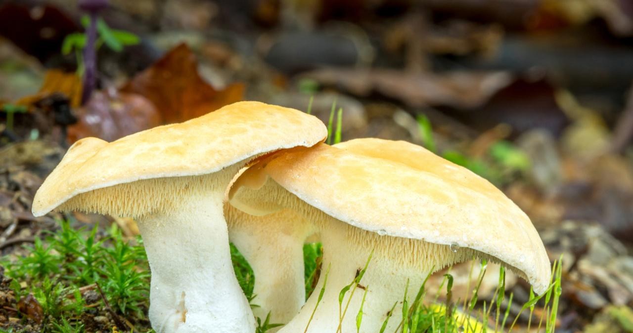 Pomijany, a bardzo wartościowy grzyb. Kolczak obłączasty zasługuje na uwagę