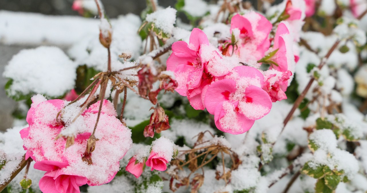 Zbliża się czas zimowania pelargonii. Sprawdź, kiedy zabrać je do domu