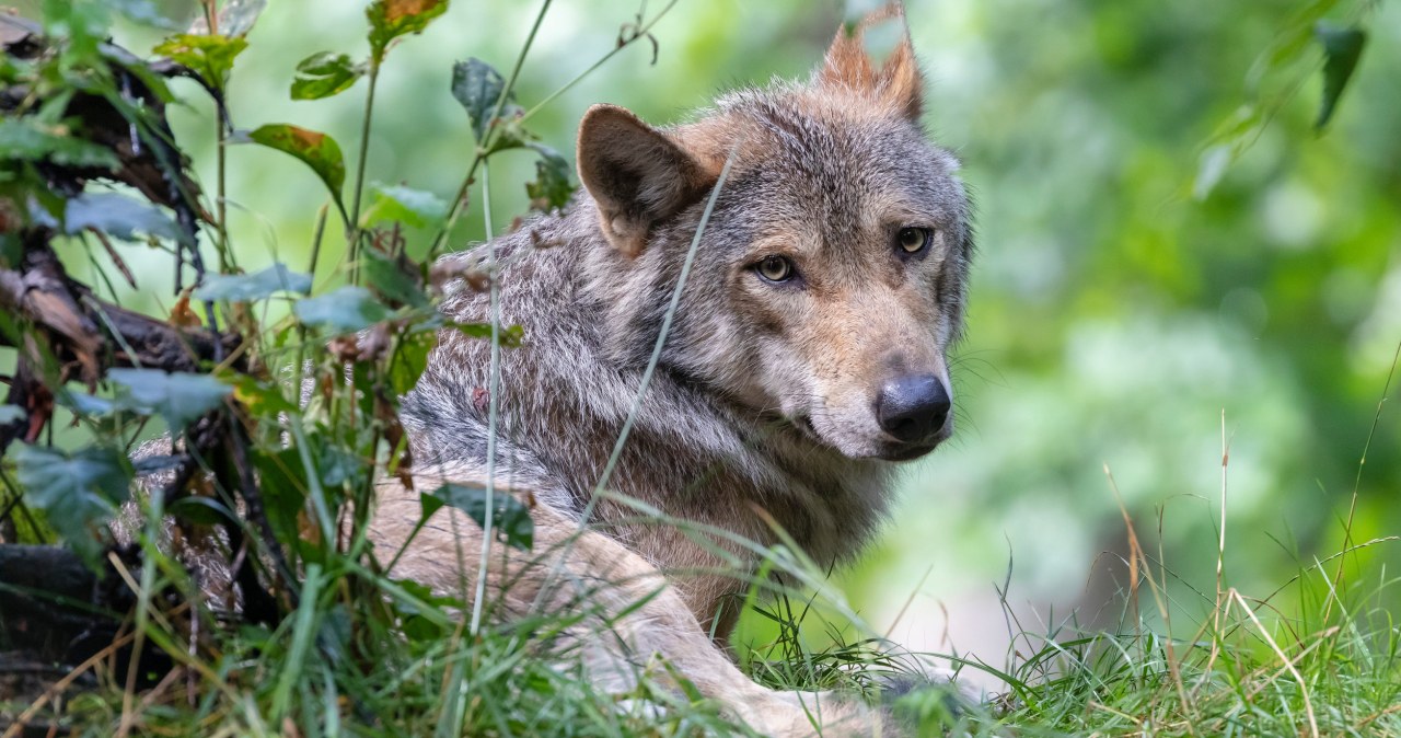 Liczba wilków drastycznie spadła. Ma to zaskakujący wpływ na ludzi Liczba wilków drastycznie spadła. Ma to zaskakujący wpływ na ludzi