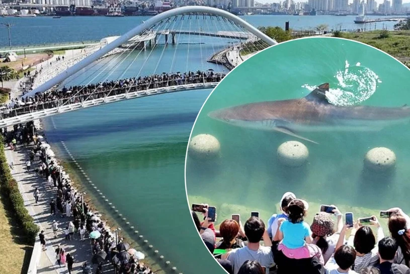 Sharkfluencer w wielkim mieście. Uhonorowali trzymetrowego żarłacza