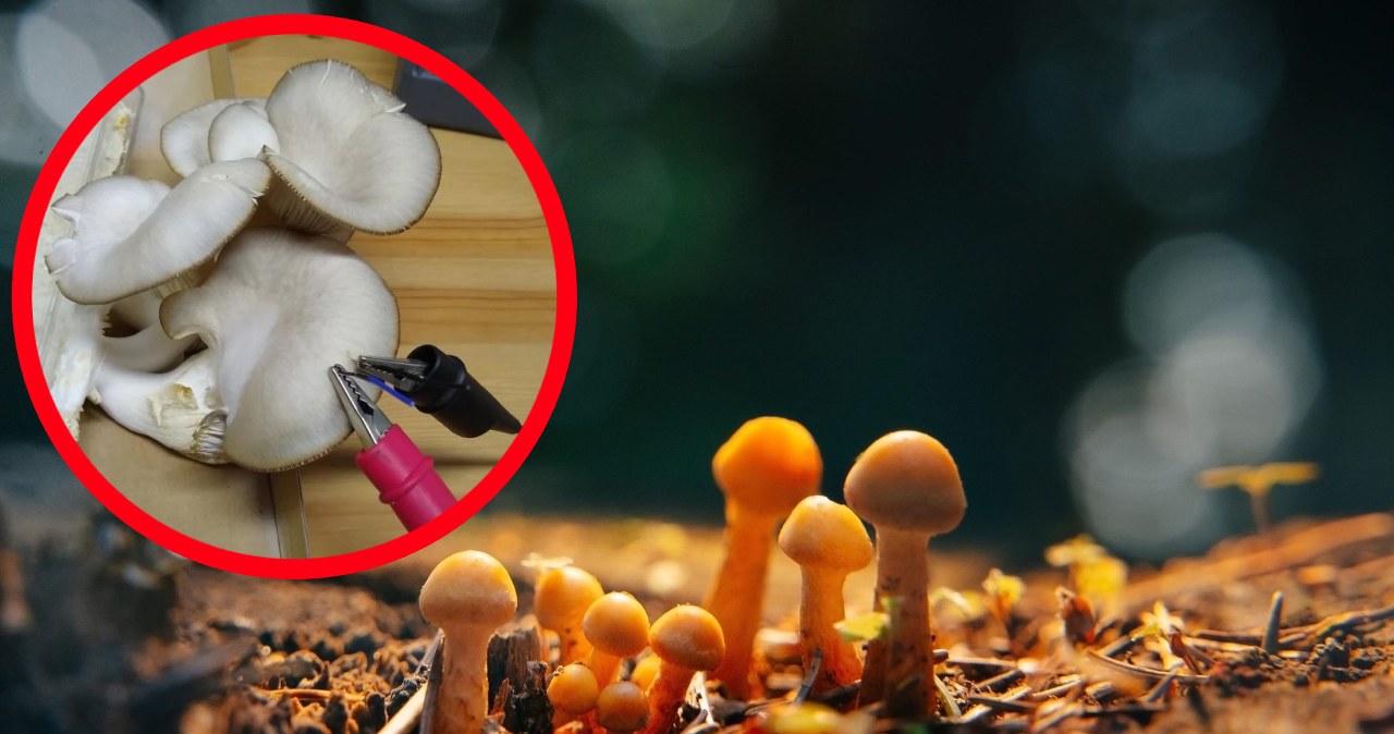Grzyby mówią do nas przez sztukę? Pierwsza taka wystawa na świecie