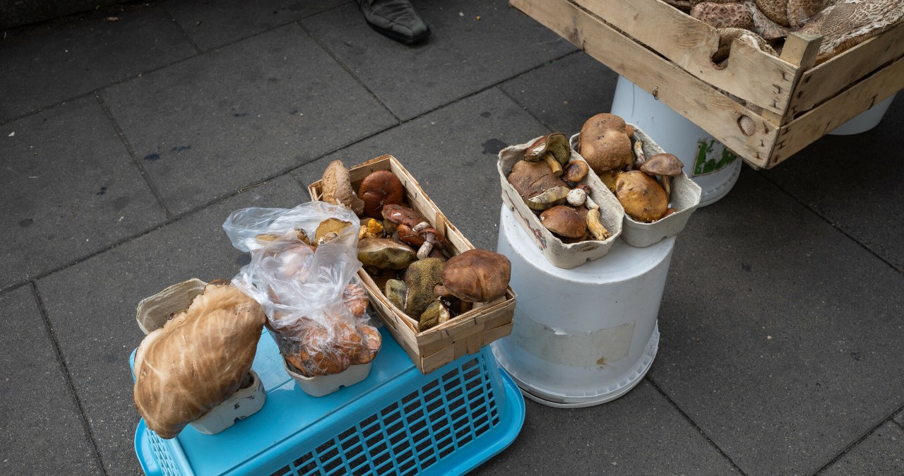 Zbierasz grzyby na sprzedaż? W tych przypadkach trzeba zapłacić podatek