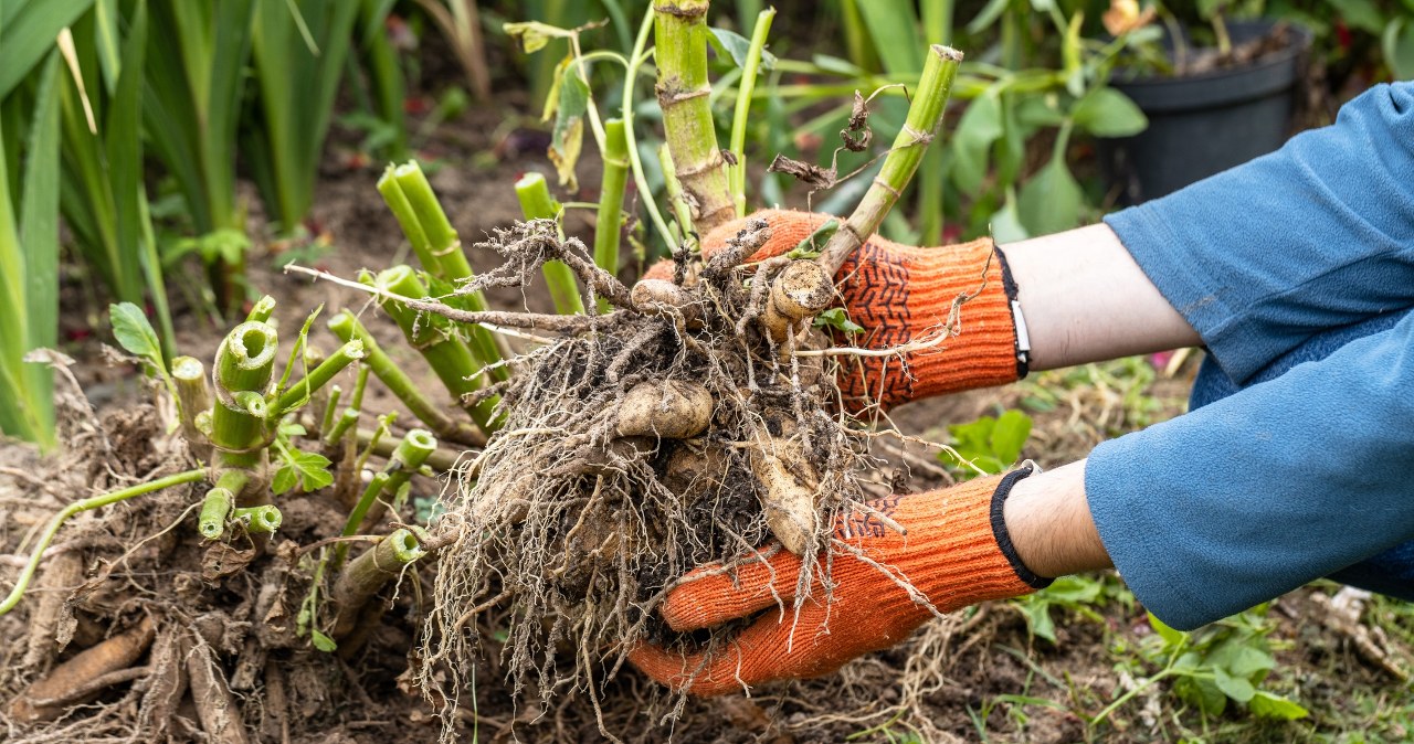 Nie czekaj na silny mróz. Te rośliny trzeba jesienią zabrać z ogrodu