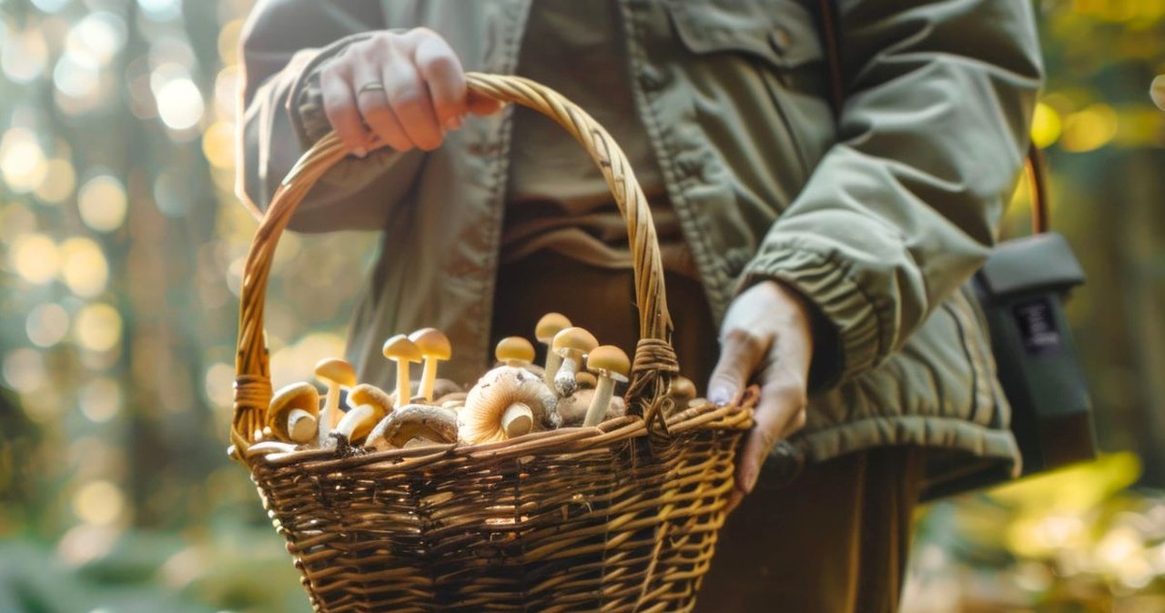 Zatrucie grzybami może zniszczyć wątrobę. Liczy się szybka reakcja