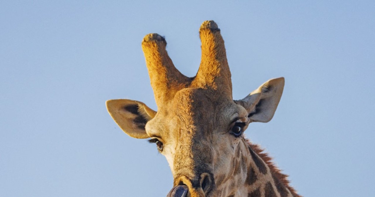 Krakowskie zoo żegna jednego z ulubionych podopiecznych. Miał 14 lat Krakowskie zoo żegna jednego z ulubionych podopiecznych. Miał 14 lat
