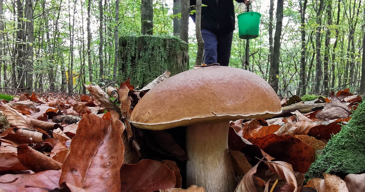 Październikowy wysyp grzybów zaskakuje. Urodzaj na południu Polski