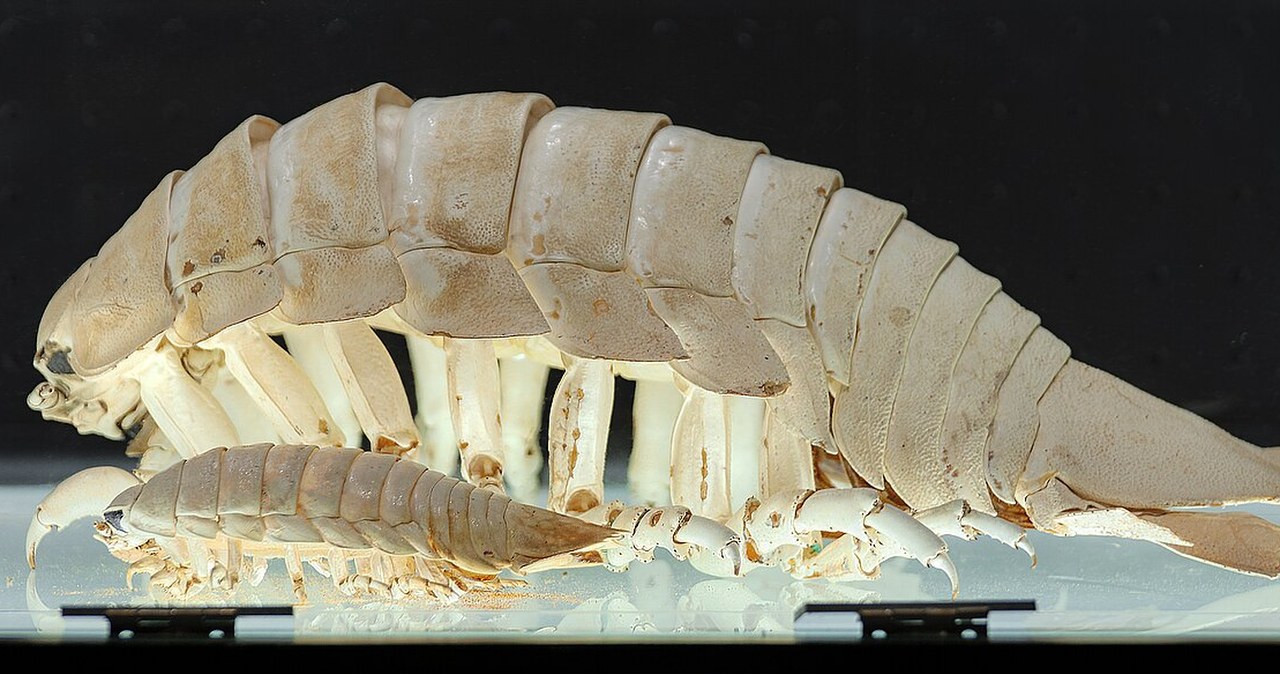 Gigant z muzealnej szuflady. Okazało się, iż to nowy gatunek