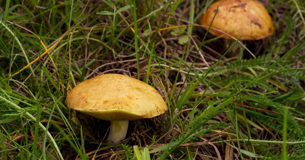 Ten grzyb rośnie aż do grudnia. Ma interesujący kolor i smak