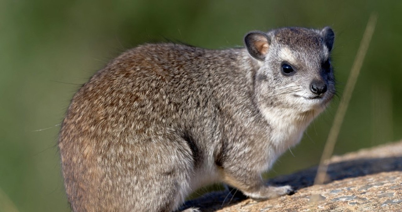 Warszawskie zoo przekazało smutne wieści. Odeszła niespodziewanie Warszawskie zoo przekazało smutne wieści. Odeszła niespodziewanie
