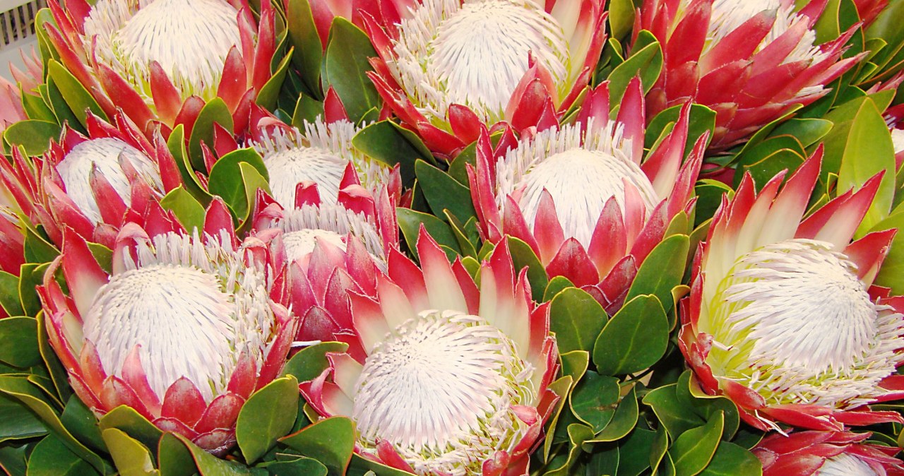 Protea zamiast chryzantem. Trwała i elegancka alternatywa na groby