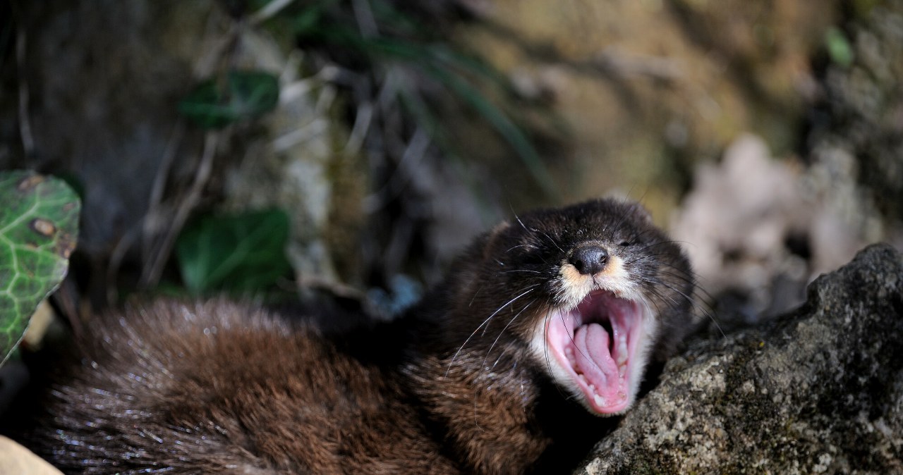 Norki europejskie wymarły w Polsce. Zoo Poznań zbudowało im willę Norki europejskie wymarły w Polsce. Zoo Poznań zbudowało im willę