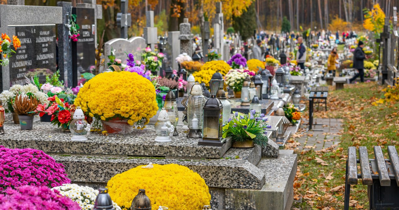 Nie kupuj tych kwiatów na cmentarz. Zwiędną po pierwszym przymrozku Nie kupuj tych kwiatów na cmentarz. Zwiędną po pierwszym przymrozku
