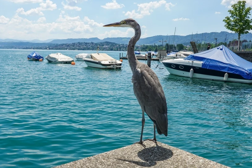 Ornitolodzy chwycili za lornetki. U nas pospolita, za oceanem ewenement