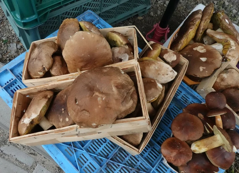 Grzyby przez cały czas drogie. Tyle kosztują rydze i borowiki. choćby 90 zł za kilogram