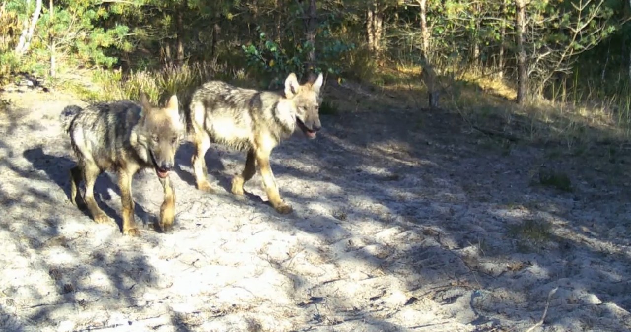 Wyjątkowe młode wilki w polskim lesie. Leśny Kawaler pokazał wideo Wyjątkowe młode wilki w polskim lesie. Leśny Kawaler pokazał wideo