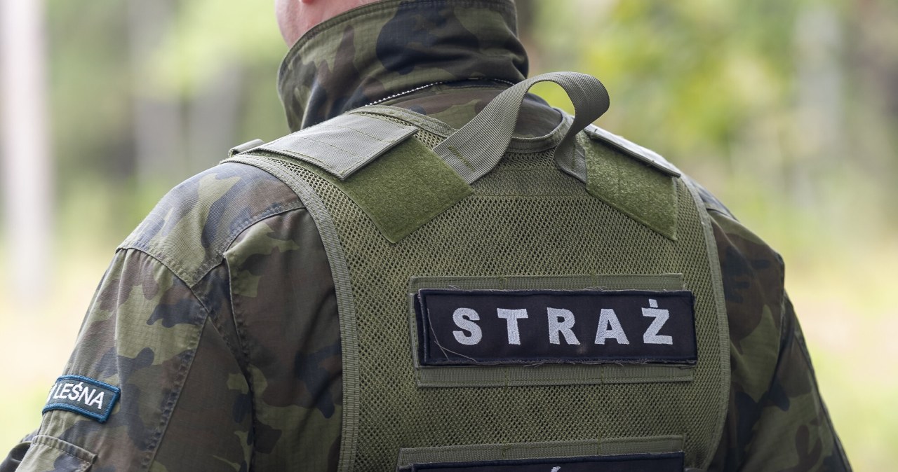 Straż Leśna monitoruje lasy. Wysokie mandaty za nielegalne wycinanie gałęzi