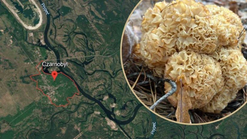 Niecodzienne znalezisko w strefie Czarnobyla. Grzyb przypomina kalafior