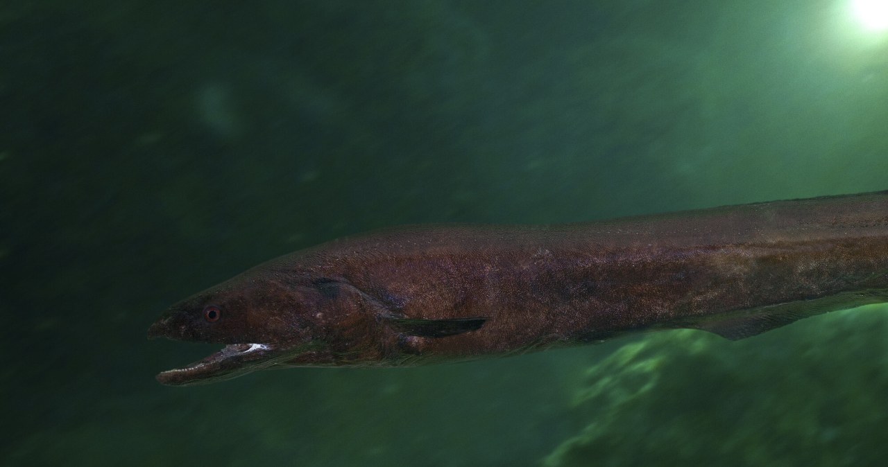 Rojowisko węgorzy na dnie oceanu koło Tasmanii. Są tu miliony Rojowisko węgorzy na dnie oceanu koło Tasmanii. Są tu miliony