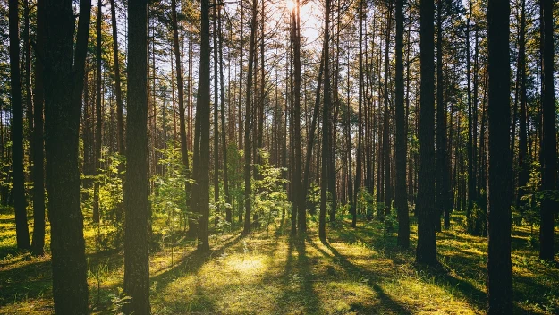 Leśny raj w samym środku aglomeracji. Zaledwie 10 km od centrum Katowic znajduje się rezerwat Last Murckowiski / fot zdj. ilustracyjne