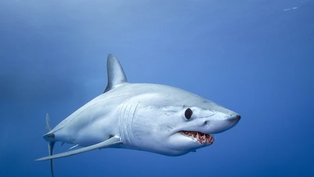 rekin o opływowym ciele i dużych, ostrych zębach pływający w głębokoniebieskiej wodzie