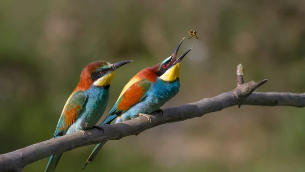 Dwa kolorowe żołny siedzą na gałęzi, z których jedna próbuje złapać lecącego owada do dzioba.