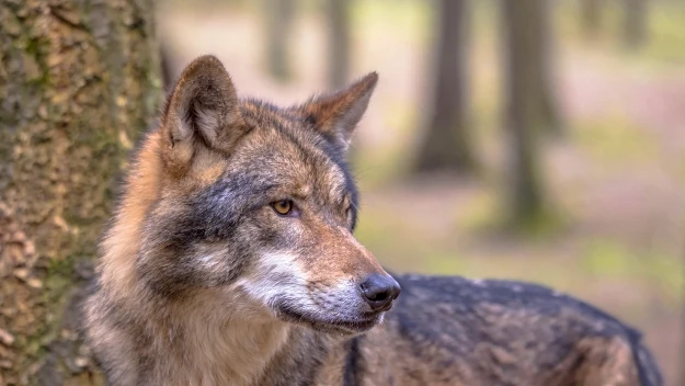 Wilk stojący bokiem przy pniu drzewa, uważnie spoglądający w bok, otoczony rozmytym tłem lasu. Wilk stojący bokiem przy pniu drzewa, uważnie spoglądający w bok, otoczony rozmytym tłem lasu.