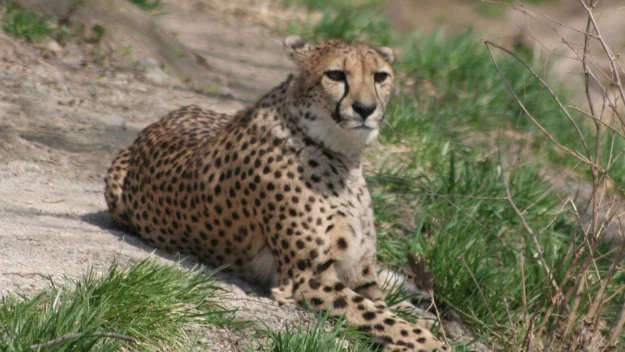 Gepard wypoczywający na ziemi, otoczony zieloną trawą i suchymi gałęziami. Gepard wypoczywający na ziemi, otoczony zieloną trawą i suchymi gałęziami.