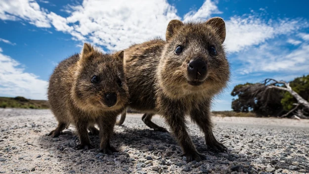 Dwa quokki stojące na kamienistej ścieżce, patrzące prosto w obiektyw pod błękitnym niebem z białymi chmurami. Dwa quokki stojące na kamienistej ścieżce, patrzące prosto w obiektyw pod błękitnym niebem z białymi chmurami.